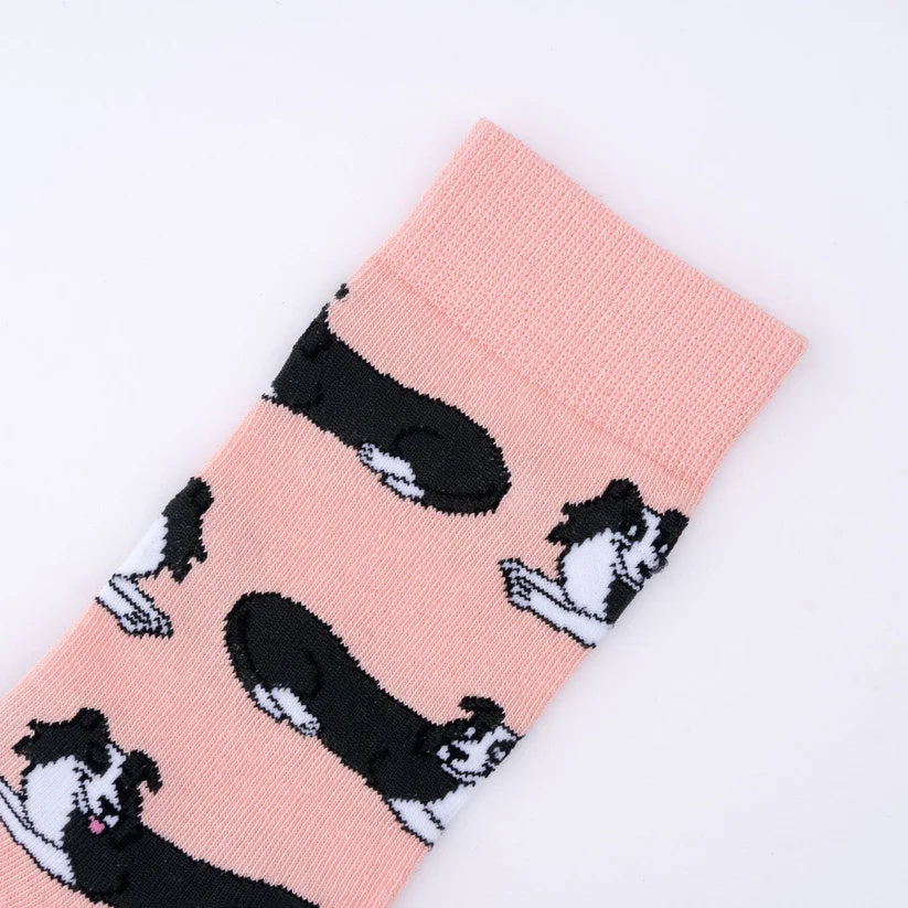 Calzini - BORDER COLLIE