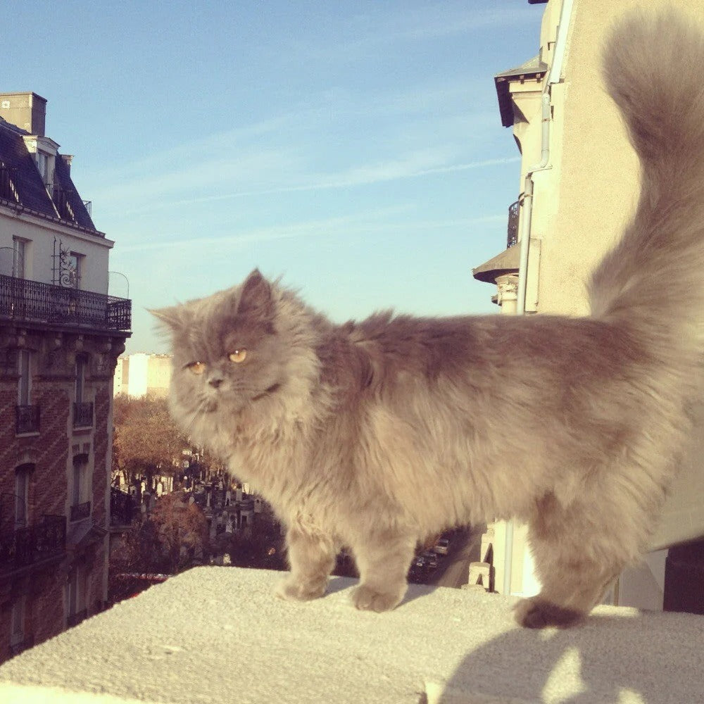 Molletta per i capelli - Gatto Grigio