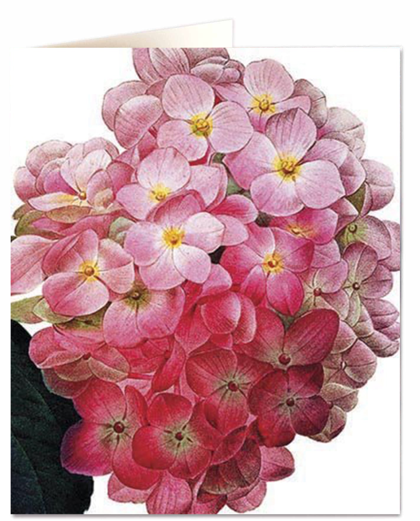Greeting card - Hydrangea