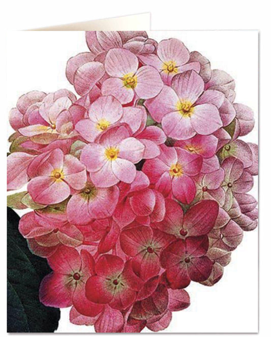 Greeting card - Hydrangea