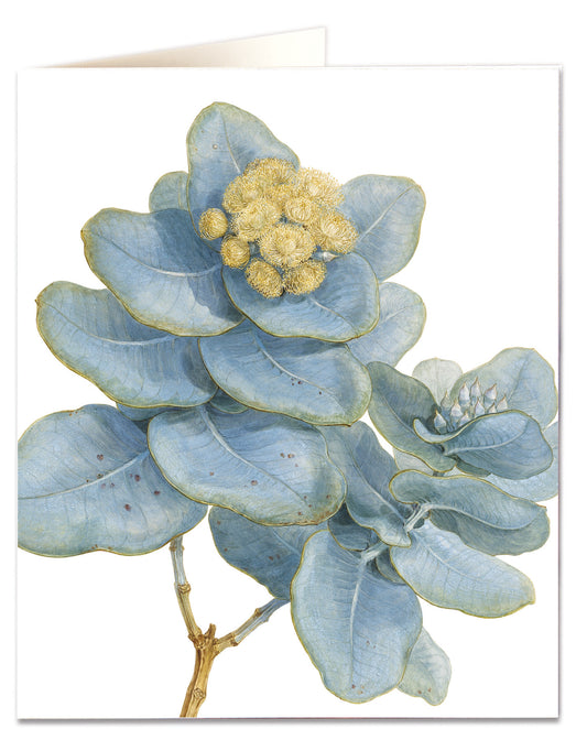 Biglietto d'auguri - Eucalyptus