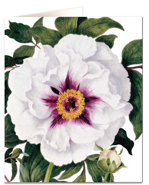 Biglietto d'auguri - White Peony