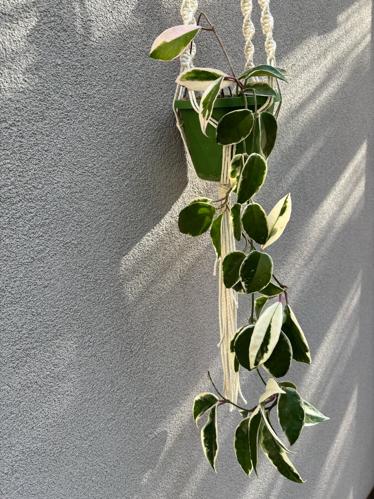 MACRAME - il Porta Piante🌱