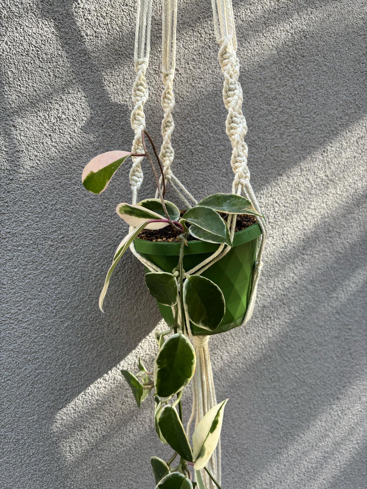 MACRAME - il Porta Piante🌱