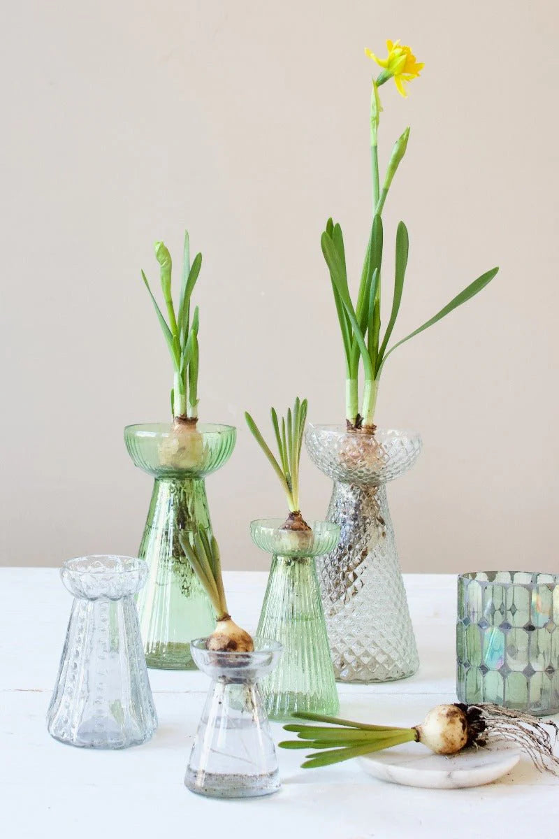 Vaso Germogliatore in vetro - Trasparente