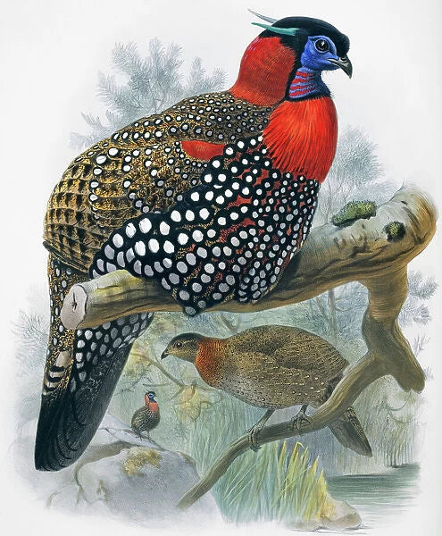 Biglietto d'auguri - Western Tragopan