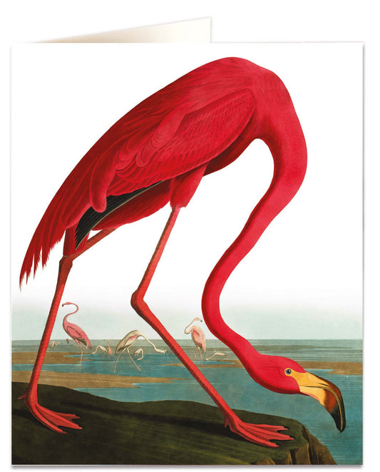 Greeting Card - Greater Flamingo