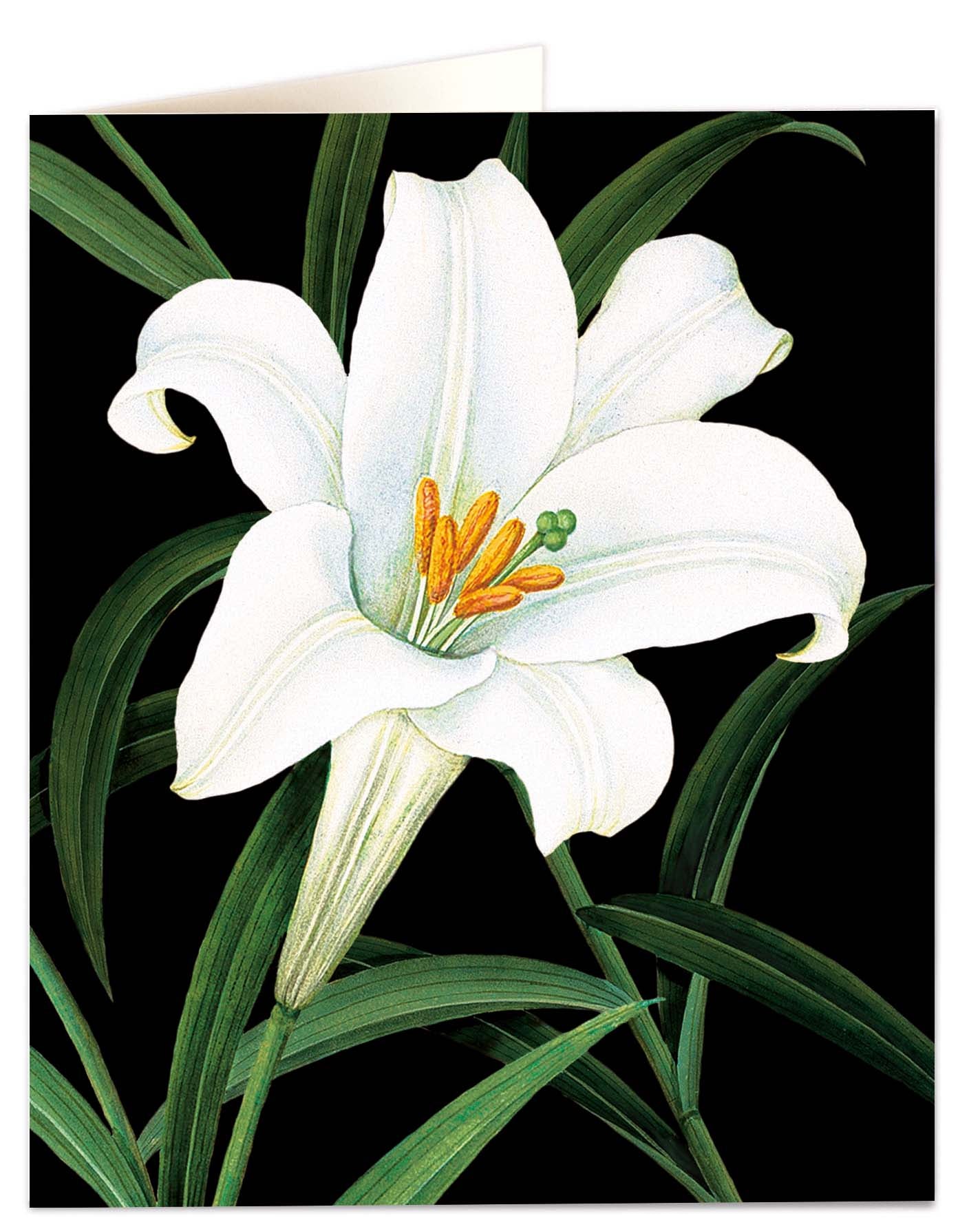 Greeting card - Lily