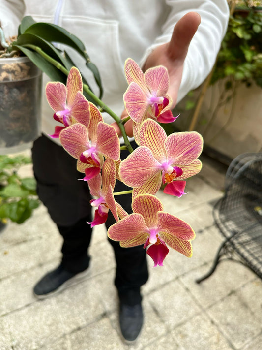 GIARDINAGGIO - Orchidee