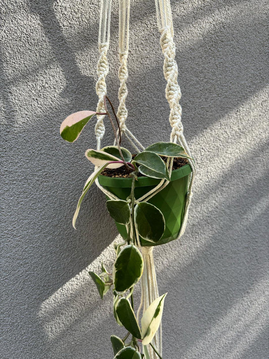 MACRAME - il Porta Piante🌱