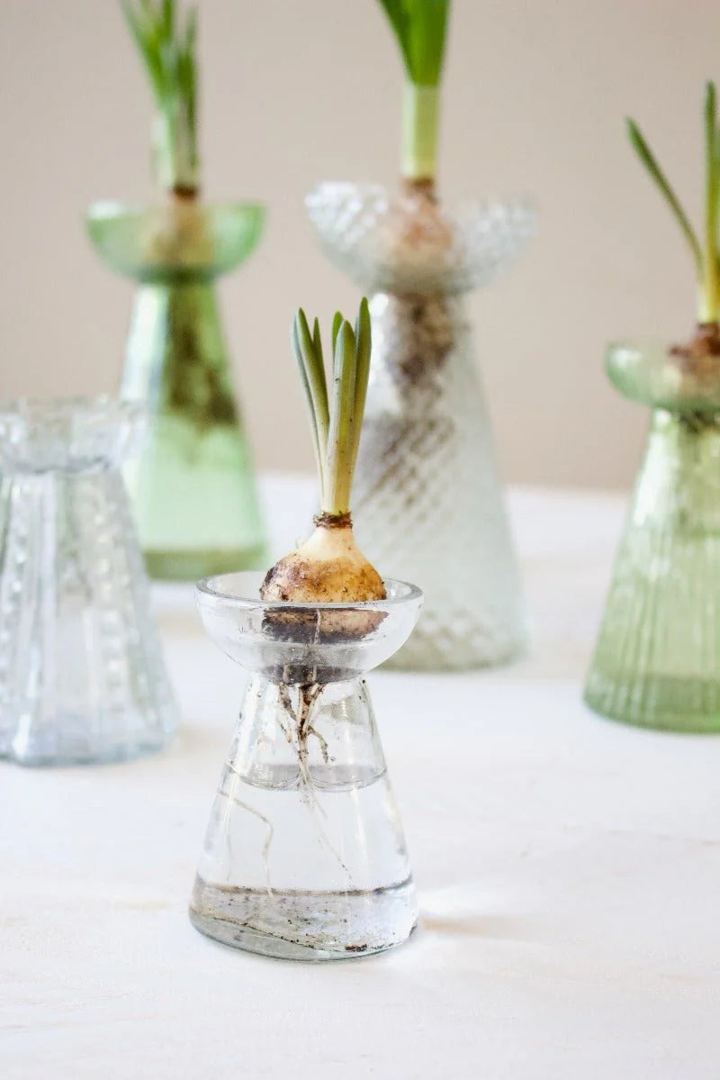 Vaso Germogliatore in vetro - Trasparente